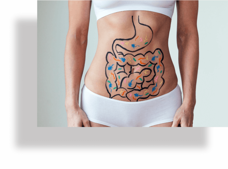 Prebiotics in digestive health supplements